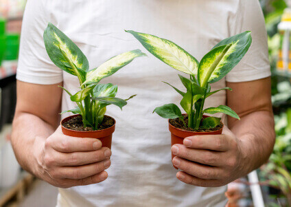 Покос травы на участке — полезный совет